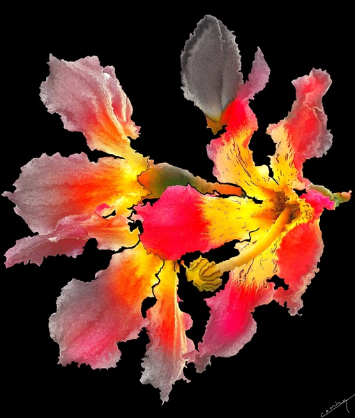 Wild Orchid Blooms - Vibrant Art Print by Corina Ioana