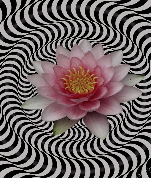 Water Lily in Its Vibrant Glory - Floral Art Print by Corina Ioana