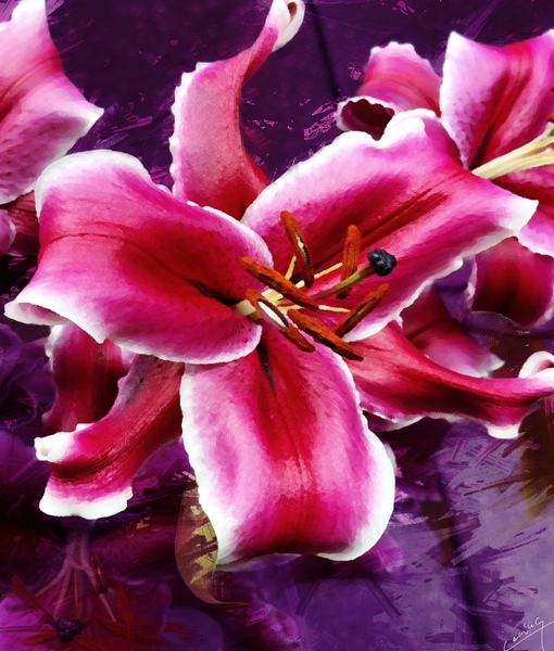 The Musky Sweet Stargazer Lily - Floral Art Print by Corina Ioana