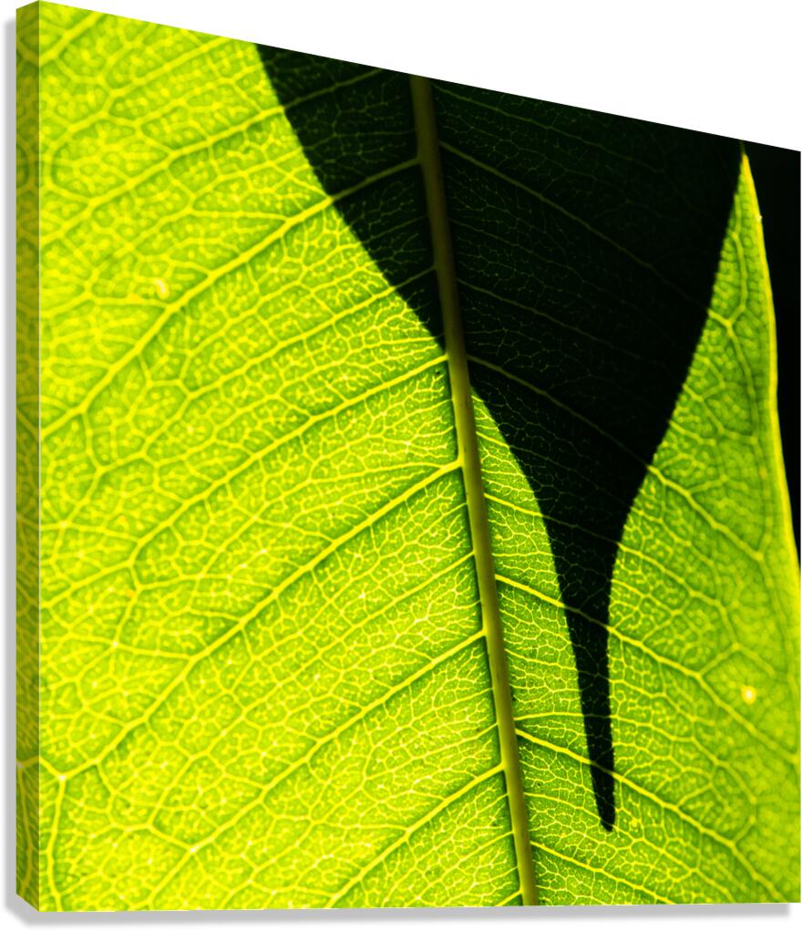 Blending Canvas Print