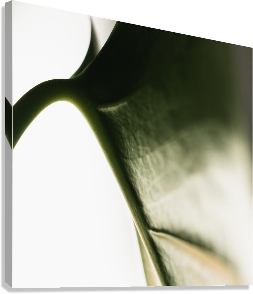 Wings Canvas Print