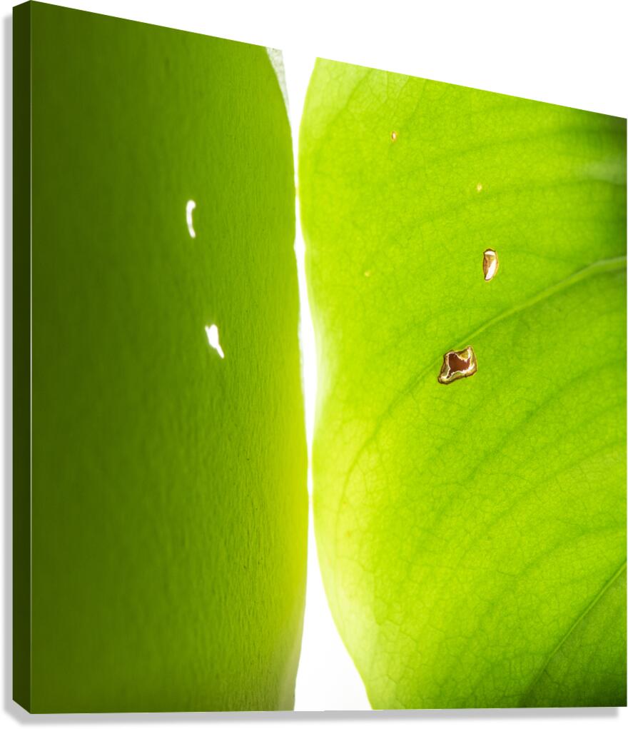 Enlightenment Canvas Print