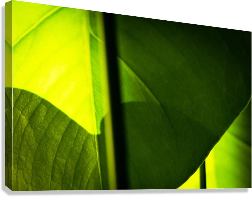 Light and Shadow Canvas Print