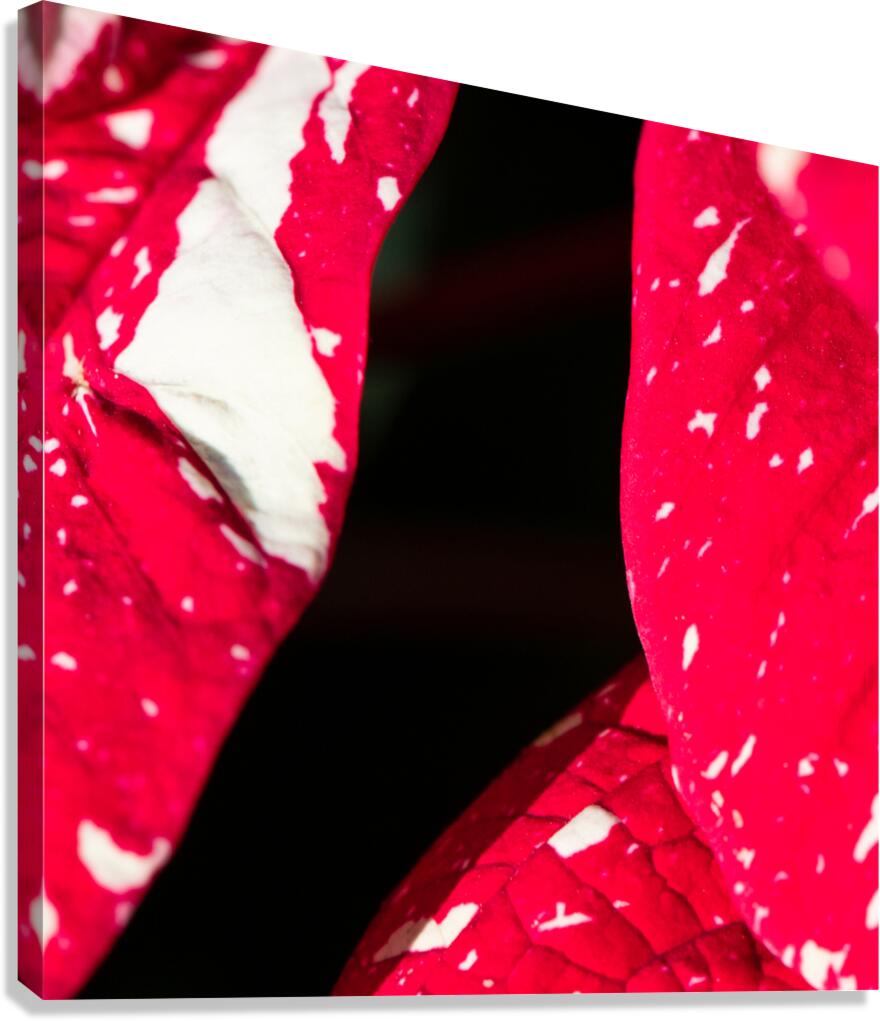 Flesh Canvas Print