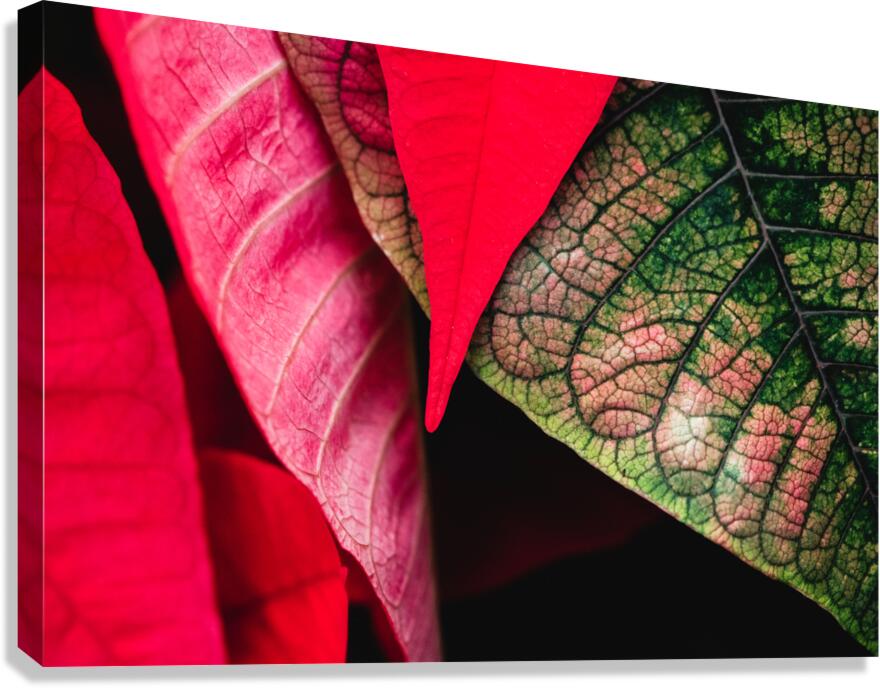 Leaves Canvas Print