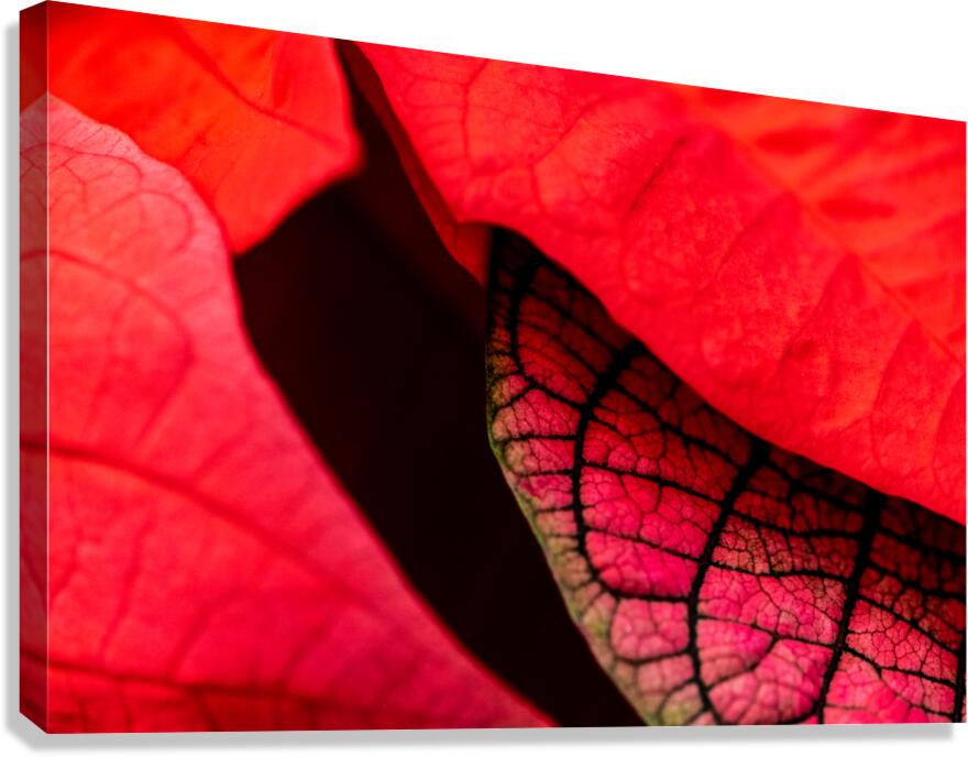 Metamorphosis Canvas Print