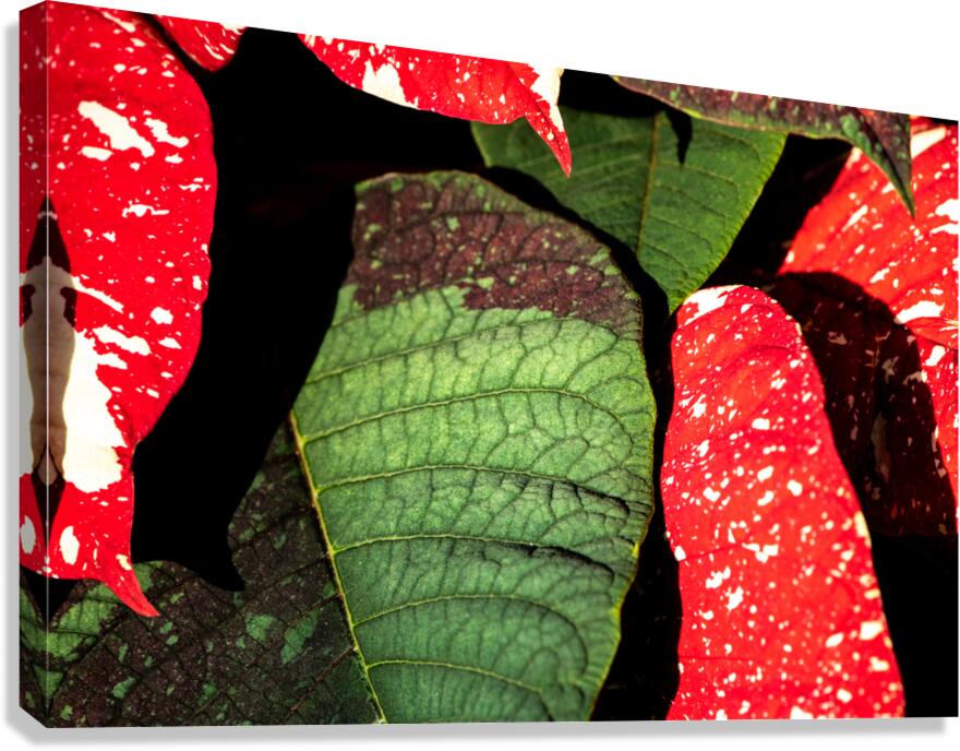 Amorphous Canvas Print