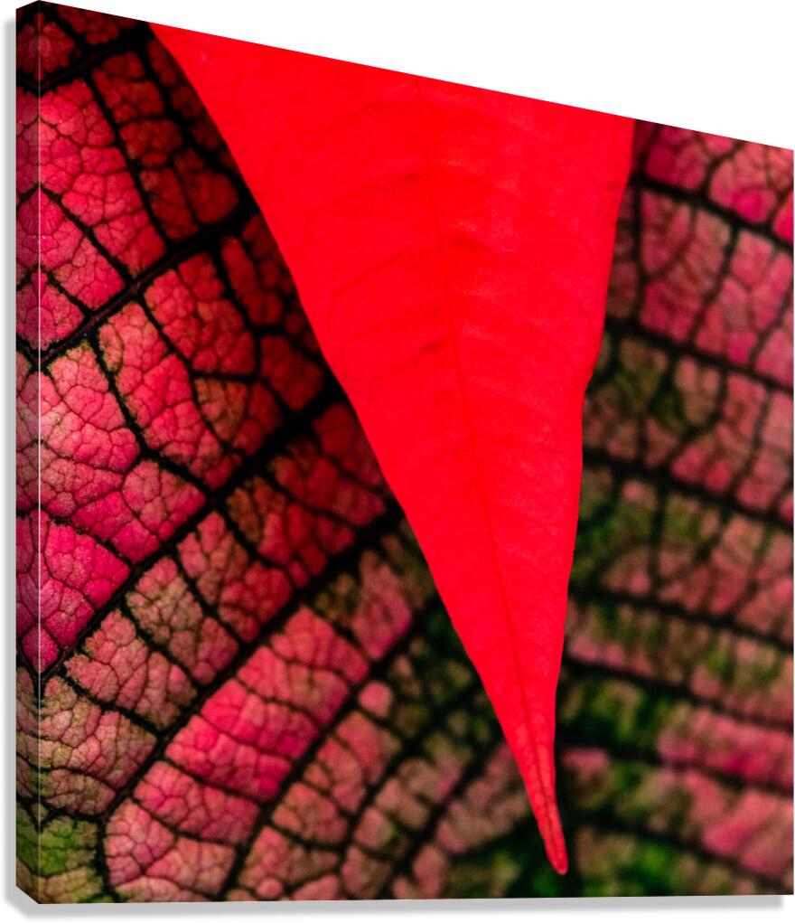 Red Canvas Print