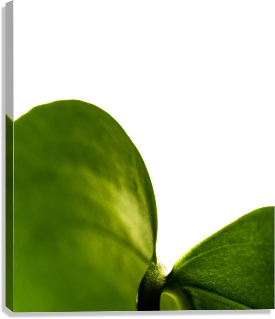 Revelation Canvas Print