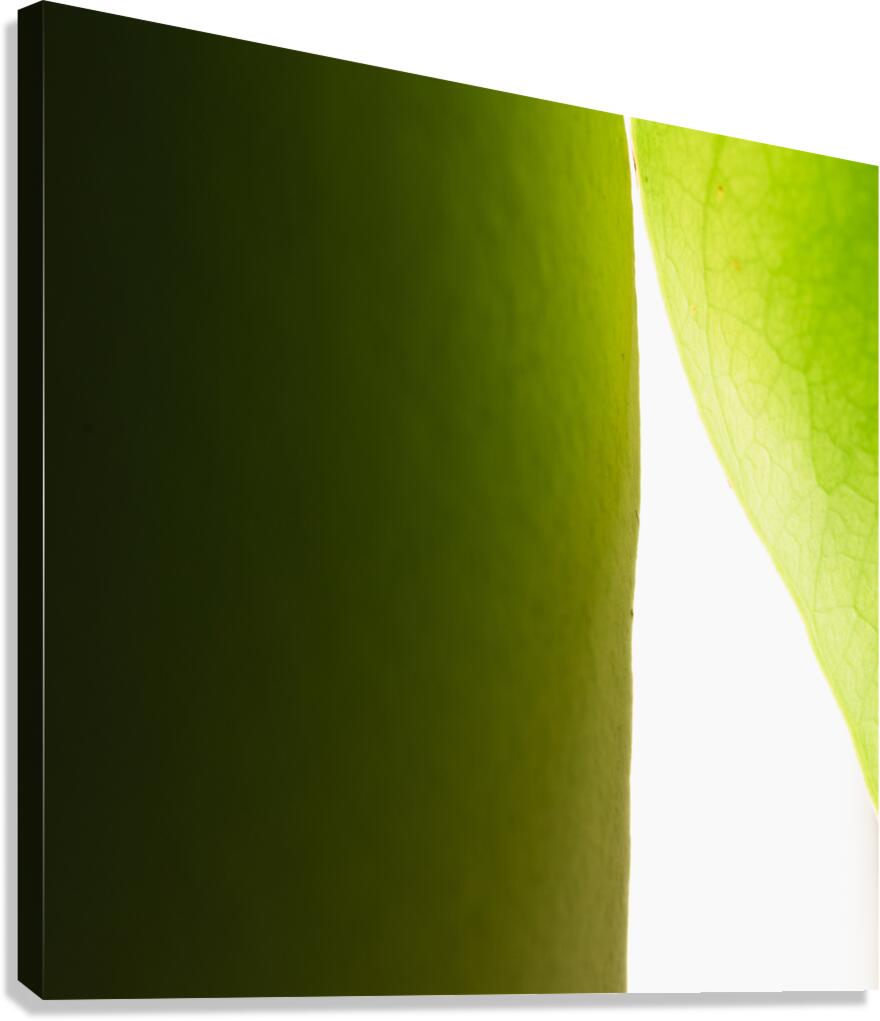 Peeking Through Canvas Print