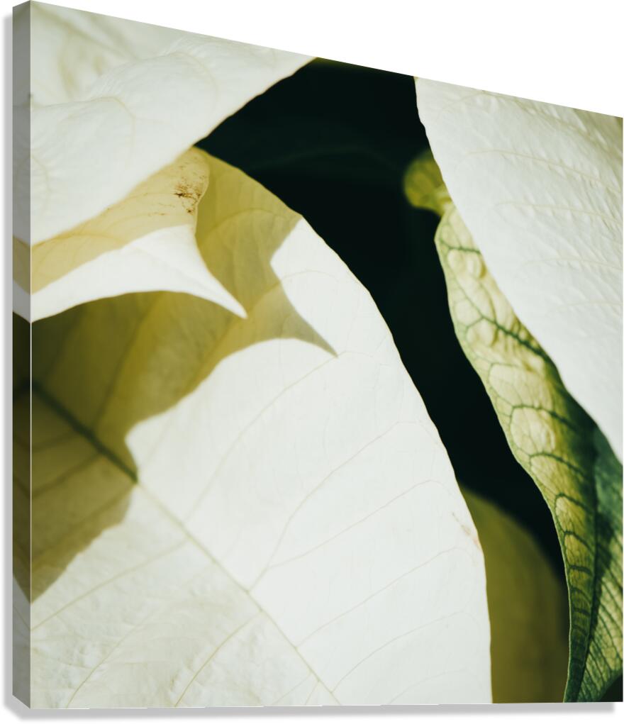 Layers Canvas Print