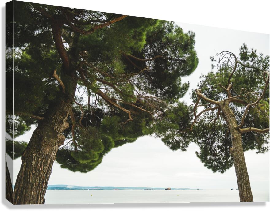 Trees Canvas Print
