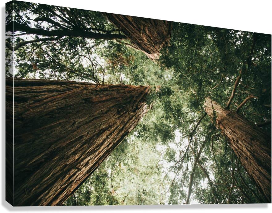 Ancient Trees Canvas Print