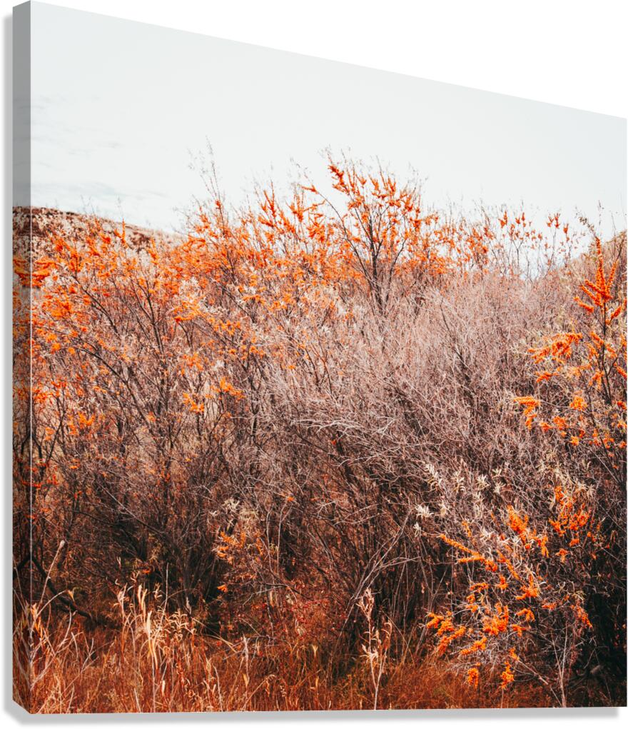 Orange Shrubs Canvas Print