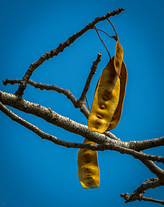 Seed pod of peacock flower tree 1