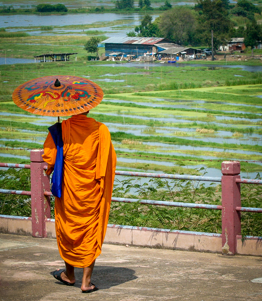 Saffron in the paddy fields by Geoff Costley