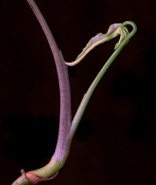 Philodendron masquerading as a harp by Geoff Costley