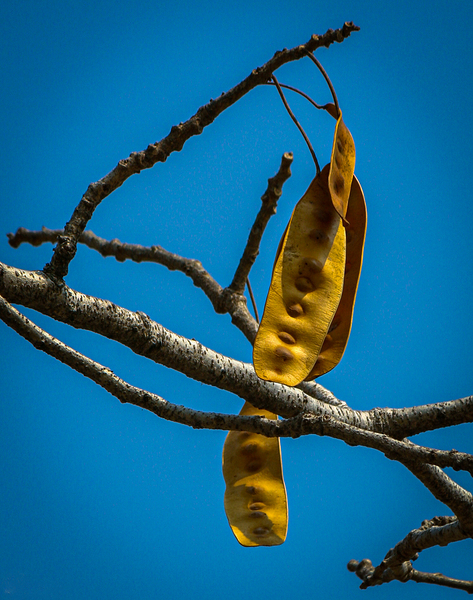 Seed pod of peacock flower tree 1 by Geoff Costley