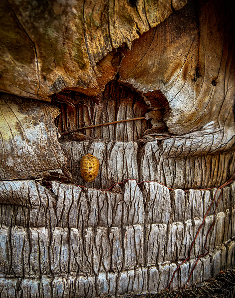 Trunk of Travelers Palm Tree by Geoff Costley