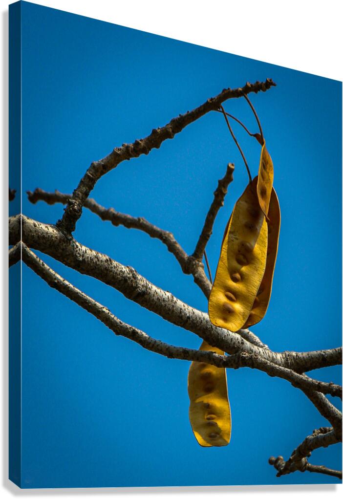 Seed pod of peacock flower tree 1 Canvas Print