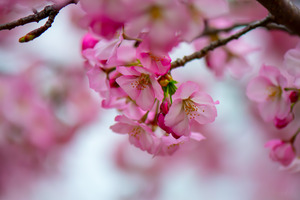 Whispers of Springlight