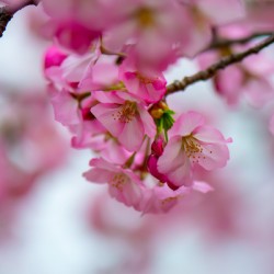 Whispers of Springlight