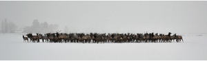 Gathering of the Bulls  