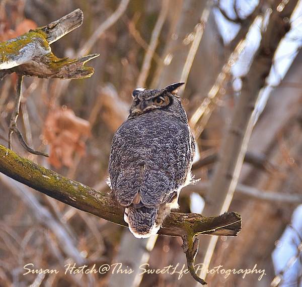 owl Print