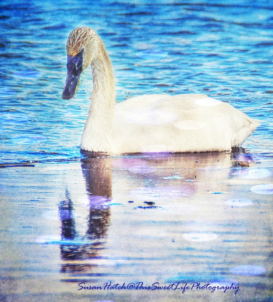 swan Print