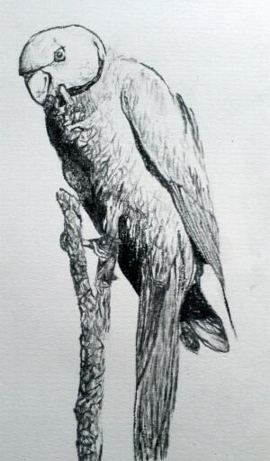 Parakeet bird
