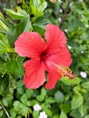 Hibiscus1