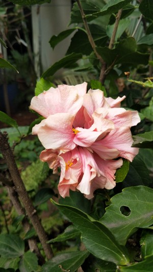 hibiscus