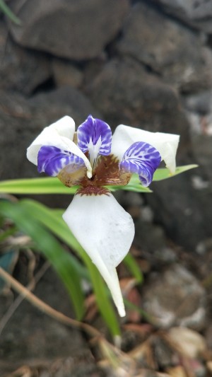 orchid