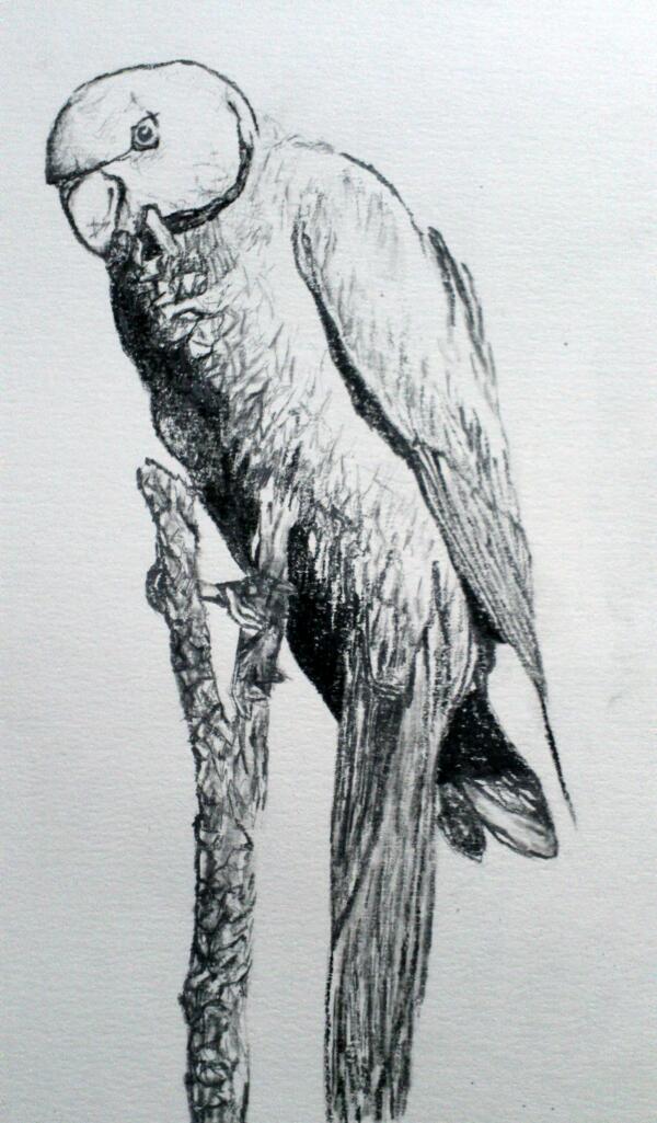 Parakeet bird  Print