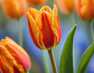 Vibrant Orange & Red Tulip Bloom   GIA2501 0442 REA
