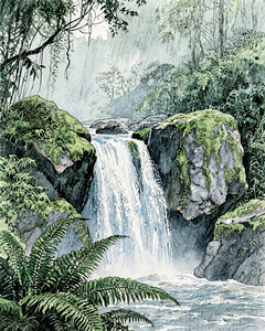 Rainforest Cascade   GIA2501 0512 ILU