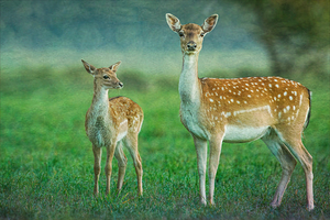 Doe & Fawn   GIA2501 0484 ILU