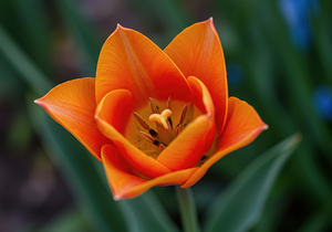 Heart of the Orange Tulip   GIA2501 0441 REA