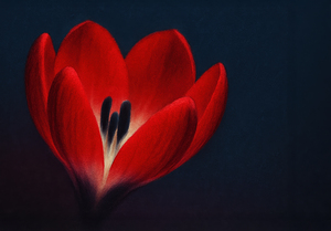  Artistic Red Tulip in Shadow   GIA2501 0443 ILU