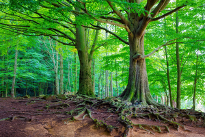 Majestic Montseny Beech Forest - C1509-2774-GLA