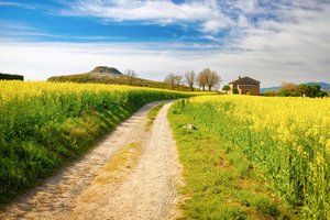Rapeseed Fields in Full Bloom - CR2204-7070-ORT