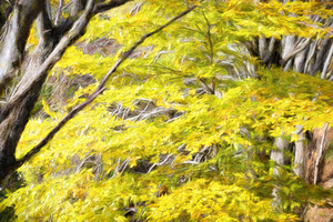 Golden Autumn in Brushstrokes - CR2211-8322-OIL