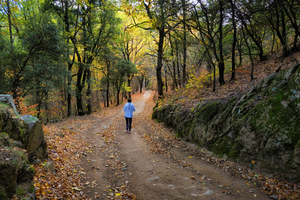 Autumn walk through the Forest - CR2211-8332-ORT