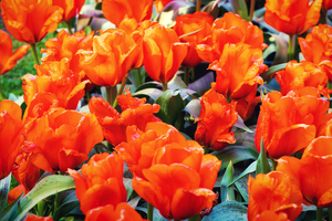 Crimson Blooms - CR2305-9175-ORT