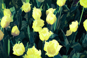 Detail of yellow tulips - CR2305-9186-ABS