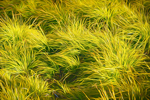 Serenitys Dance - CR2305-9191-OIL