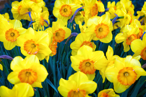 Yellow tulips. - CR2305-9199-ORT