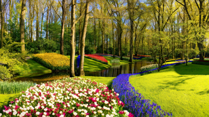 Colorful Tulip Oasis - CR2305-9212-ABS