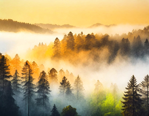 Sunrise in the Mist - GIA2401-0266-PIN