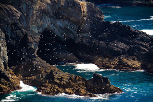 Coastal Flight - C1605-5802-REA